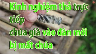 Thả trực tiếp chúa vào đàn mới mất chúa [upl. by Immanuel]