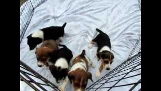 beagle basset mix pups [upl. by Juliet]