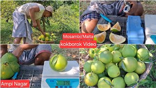 MosambiMalta Bwthai Khaknani jora Malta Harvesting Kokborok Video Ampi Nagar Tripura [upl. by Niarb]