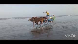 Gorai Beach Bull gada race [upl. by Aleicarg]