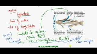 FSc Biology Book2 CH 15 LEC 4 Osmoregulation in Animals [upl. by Rossie]