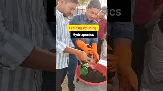 hydroponics nature plants shortsvideo [upl. by Ahsrat]