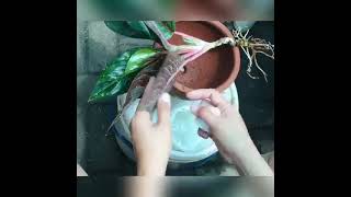 How to get rid of plant lice simple and organic way to remove plant licethe power of neemoil [upl. by Eelrebmik]