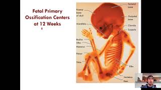 Endochondral and Intramembranous Ossification [upl. by Esineg]