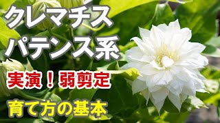 クレマチス パテンス系の育て方 剪定 植え替え 肥料 置き場所 [upl. by Suoicul]