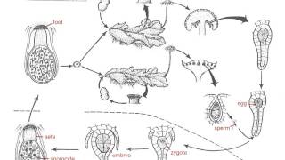 Marchantia Life Cycle [upl. by Lalat320]