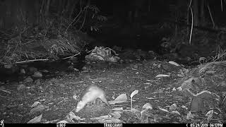 Common Opossum captured on a camera trap in Drake Bay Costa Rica  May 29 2020 [upl. by Fortier]