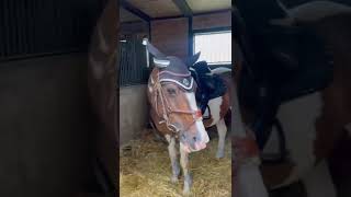 Stallvlog🐴🥰💙pferdemädchen reiter pferde pony [upl. by Ahsiuqet]