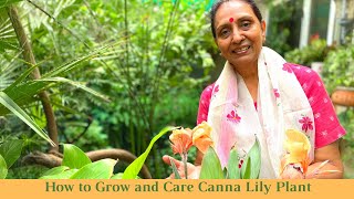 Canna Lily In Containers  How to Grow and Care Canna Lily Plant  Canna Lily Care [upl. by Harutak]