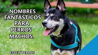 NOMBRES FABULOSOS PARA PERROS MACHOS [upl. by Bywoods625]