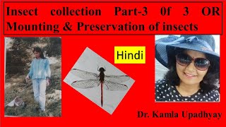 Insect collection Part3 of 3  Mounting Preservation of insects Collection Insect [upl. by Adliwa412]