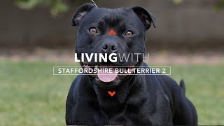 LIVING WITH STAFFORDSHIRE BULL TERRIERS 2 PROTECTION WORK [upl. by Harald]