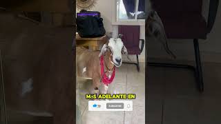 66 GOAT CARIBEAN ADVENTURE ECOHOTEL hotelreview camping ecofriendly [upl. by Ahsatin]