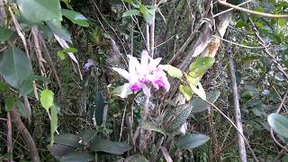 Orquídea Cattleya intermedia  habitat natural  Atlantic Forest Orchid in the Wild [upl. by Ttej]