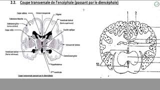 Cours  Terminale L2  SVT  Organisation de lencéphale  Organisation externe de lencéphale [upl. by Alfreda]