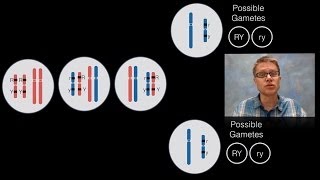 Chromosomal Inheritance [upl. by Airt]