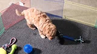 Miniature F1B Goldendoodle Puppy Sasha SD 480p [upl. by Basset282]