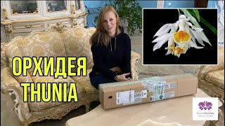 Новая посылка с орхидеей Орхидея Thunia [upl. by Eelirem495]