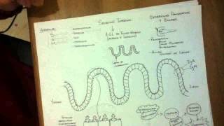 DIGESTIVO Secrecion intestinal [upl. by Fevre]