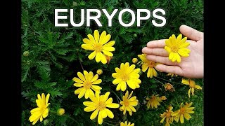 EURYOPS O MARGARITA AMARILLA [upl. by Farant]