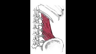 Advanced exercise for the quadratus lumborum [upl. by Nirual]