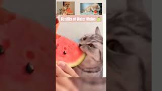 Benifits of Water Melon 🍈 tamilhealthtips tips tamil [upl. by Nomae]