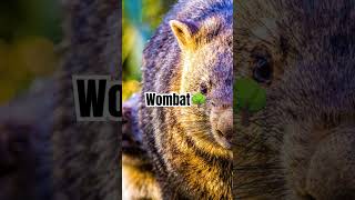 Why Wombats Are Australia’s Cutest Underground Engineers  Amazing Facts about Wombats facts [upl. by Ycaj]