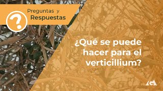 ¿Qué se puede hacer para el Verticillium [upl. by Nimajaneb244]