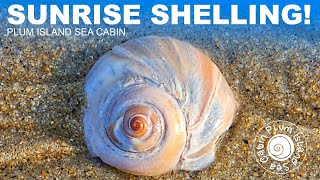 Amazing Finds  Sunrise Shelling on Plum Island  New England Virtual Shelling  PlumIslandSeaCabin [upl. by Yeuh]