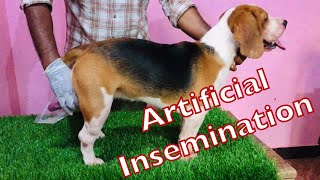 HOW TO DO ARTIFICIAL INSEMINATION IN DOGS mating dogmating dogmatika artificialinsemination [upl. by Brodench]