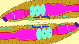 EARTHWORM REPRODUCTION [upl. by Latreese229]