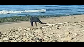 Stretching Before Surfing at Topanga Beach [upl. by Acimaj]