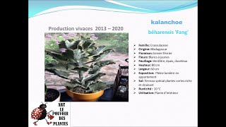 Fiche technique kalanchoe béharensis Fang Plante dintérieur [upl. by Ecnarwal]