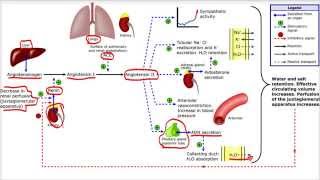 Sistema Renina Angiotensina Aldosterona [upl. by Fakieh]