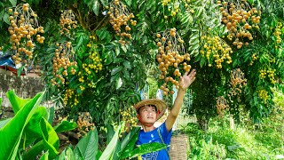 Orphan boy  Harvest Clausena Lansium Goes to market sell  Fried tofu [upl. by Parsaye845]