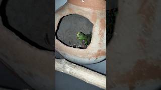 Budgies parrot ki colony main aage bacche [upl. by Arenat]