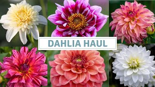 New Dahlia Varieties  Dahlia Haul  Rose Cottage Plants Delivery [upl. by Nosnorb]