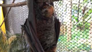 Bat gives birth  GreyHeaded FLyingFox in labour [upl. by Leiram]