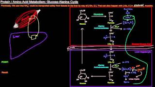 Protein  Amino Acid Metabolism Part 7 of 8  GlucoseAlanine Cycle [upl. by Spragens]