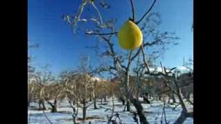 Mircea Rusu BandOmul bun si pomul copt [upl. by Nauqal]