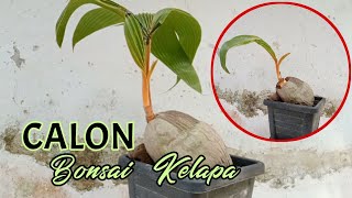 PERAWATAN CALON BONSAI KELAPA ORIGINAL [upl. by Viviene]