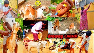 😭brownyக்கு உடம்பு 🤕🤧சரியில்லை😓 என்ன செய்யபோறோம் 🐐குட்டிக்கு பெயர் சூட்டும் 🥳விழா pannai thottam 💕 [upl. by Eimmot261]