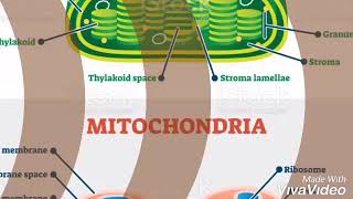 Función de la mitocondria y del cloroplasto [upl. by Nylimaj]