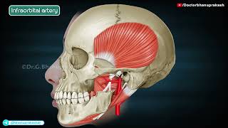 Maxillary Artery Anatomy Animation [upl. by Ayat]