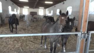 Lipizzan Colts and Mares [upl. by Solomon]