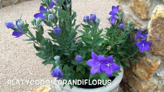 Platycodon grandiflorus Garden Center online Costa Brava  Girona [upl. by Tengdin582]