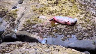 Harbor Seal Pupping [upl. by Bloch616]