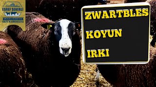 Zwartbles Koyun Irkı Zwartbles [upl. by Notsle]