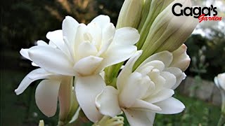 How to Grow and Care Double Tuberose Bulb With Updates  Rajnigandha  Polianthes Tuberosa [upl. by Yeleak]