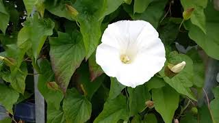 Discovering the Beauty of Large Bindweed A Visual Exploration [upl. by Magdau77]